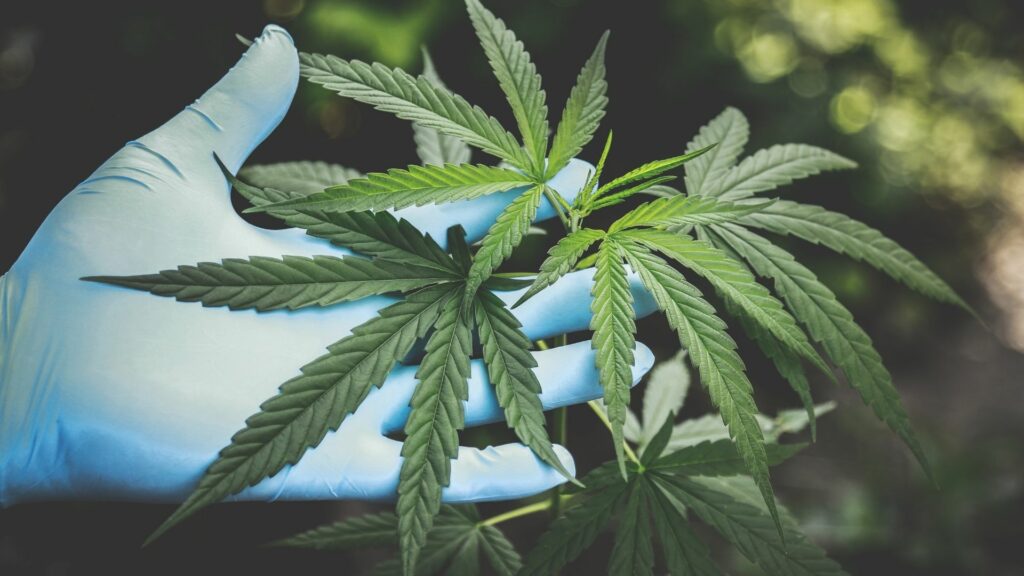 Anatomy of the cannabis plant