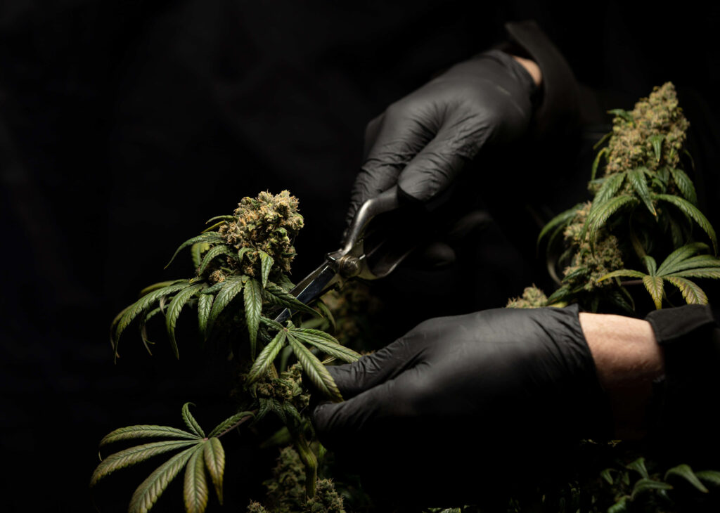 Drying and refining of cannabis: crucial steps for the quality of the product