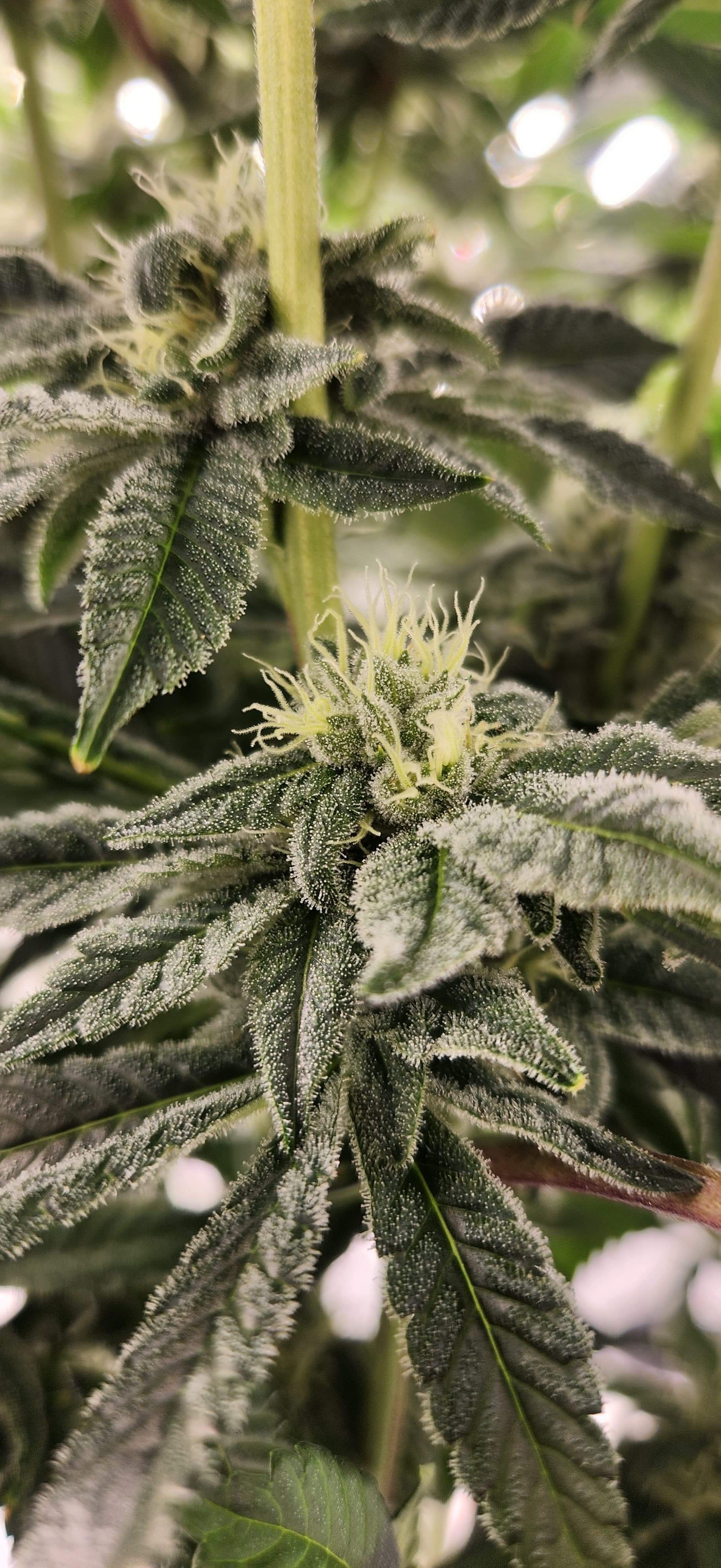 The history of cannabis: an overview from criminalization to legalization