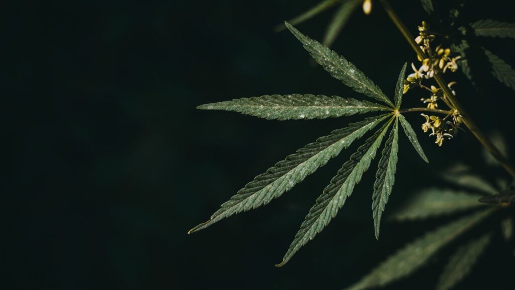 What is hemp?