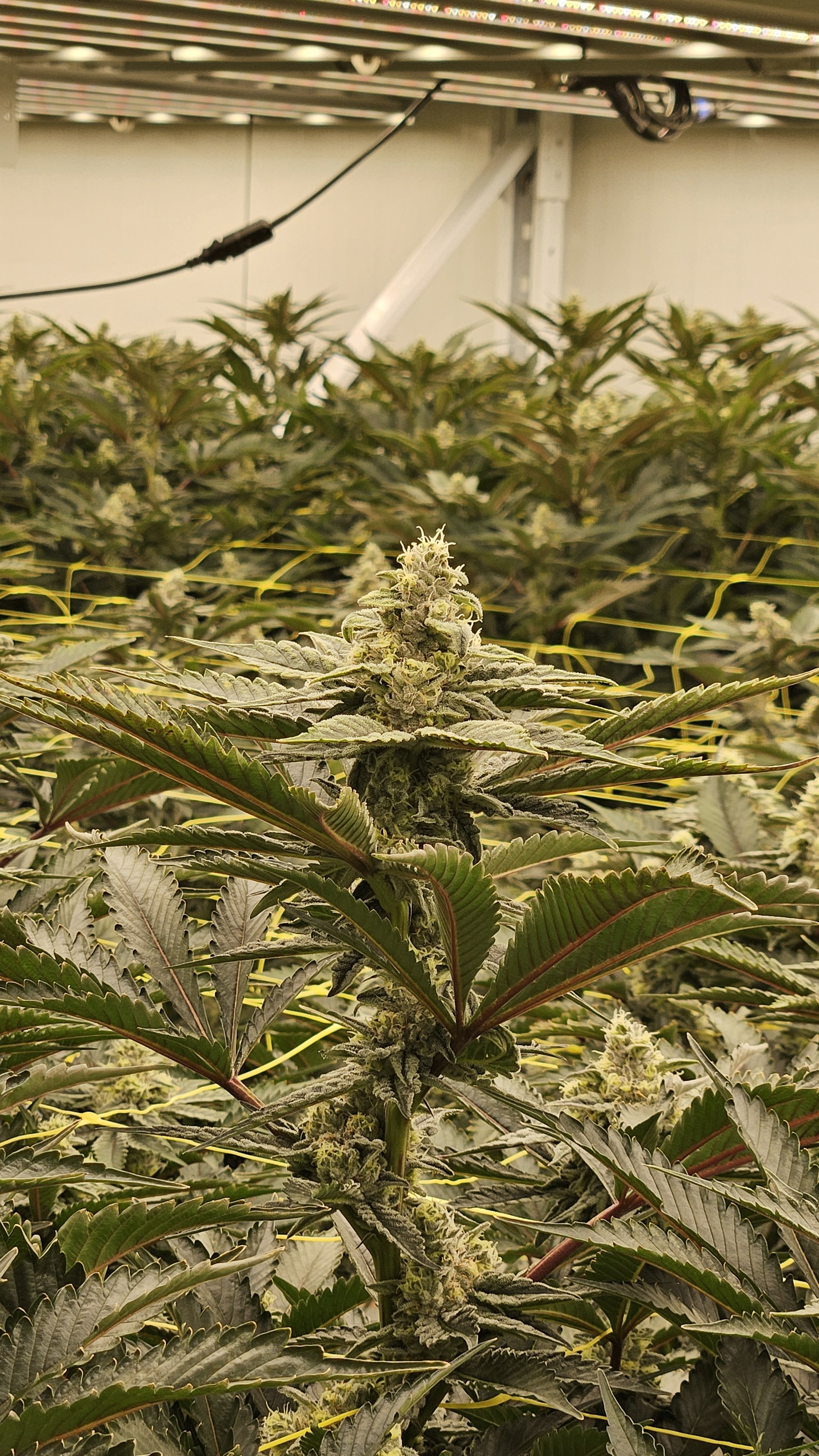 SUMO Cannabis